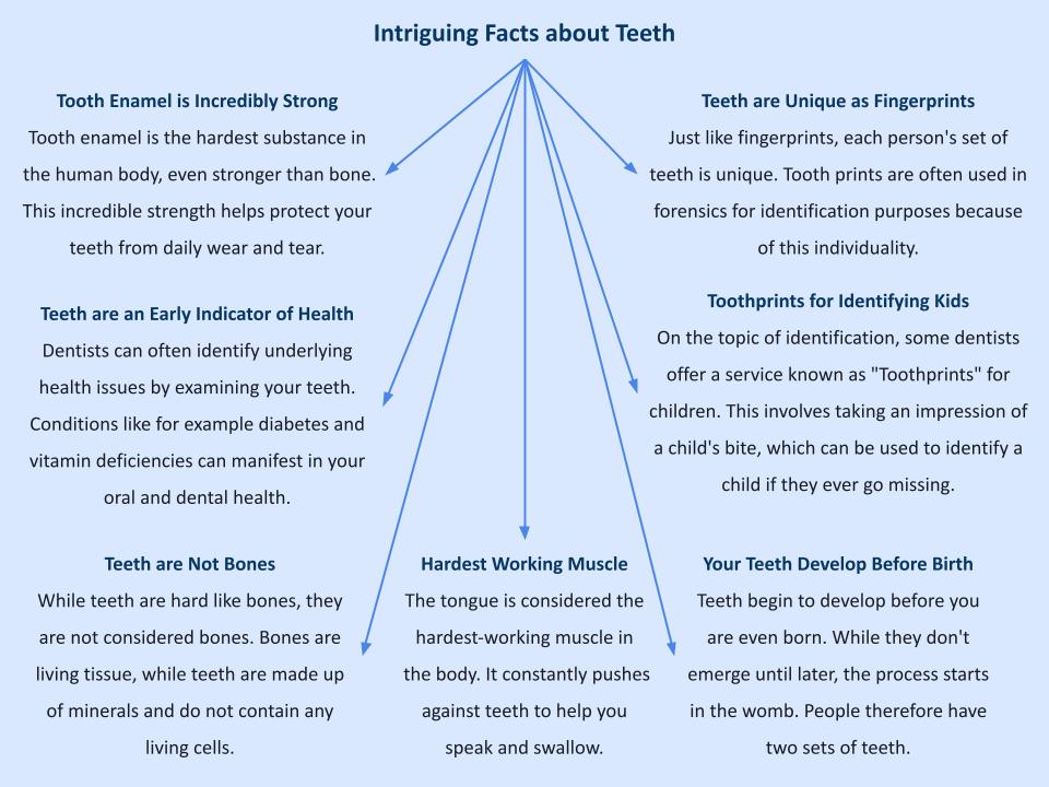 Intriguing Facts about Teeth