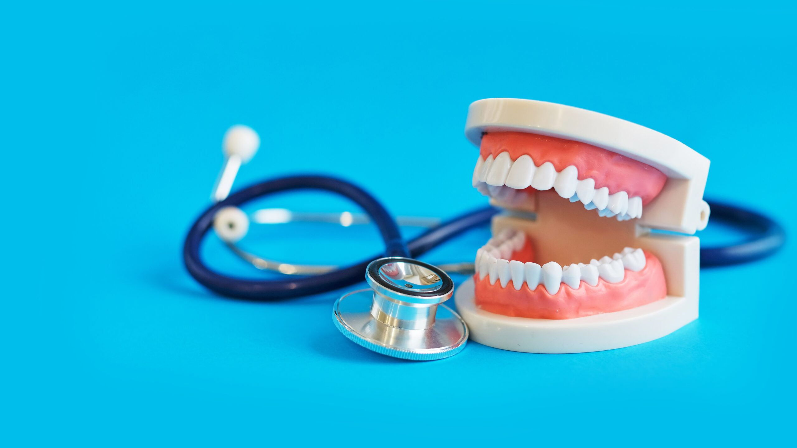 White teeth model and stethoscope on blue background; tooth organ relationship